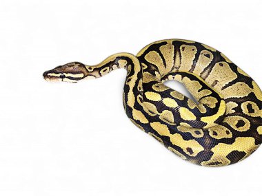 The Royal Phyton also know as The Ball Python,Ball python Mojave closeup on isolated background, Regius python closeup on isolated background clipart