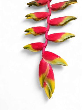 Heliconia rostrata, ıstakoz pençesi ya da cennet kuşu olarak da bilinir. Beyaz arka planda izole edilmiş Heliconia çiçeği.