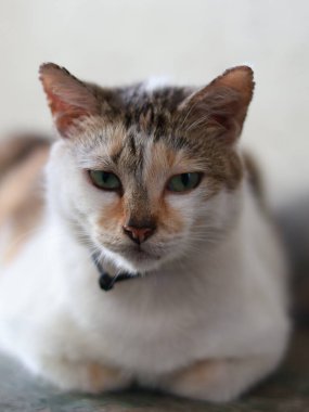 Güzel, yetişkin bir kedi, yan yana uzanıyor. Bir yavru kedi yere uzanıyor ve bulanık arkaplanlı, seçici odaklı kameraya bakıyor.