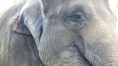 Fil 'e yakın plan Asya fili Asya kıtasındaki en büyük kara memelisidir. Islak ormanlarda ve otlaklarda yaşarlar.