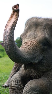 A closeup of Elephant,Asian elephant is the largest land mammal on the Asian continent. They inhabit dry to wet forest and grassland habitats clipart