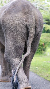 A closeup of Elephant,Asian elephant is the largest land mammal on the Asian continent. They inhabit dry to wet forest and grassland habitats,back view clipart