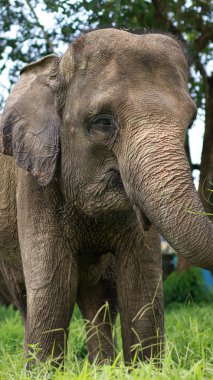 A closeup of Elephant,Asian elephant is the largest land mammal on the Asian continent. They inhabit dry to wet forest and grassland habitats clipart