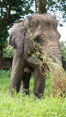 Fil 'e yakın plan Asya fili Asya kıtasındaki en büyük kara memelisidir. Islak ormanlarda ve otlaklarda yaşarlar.
