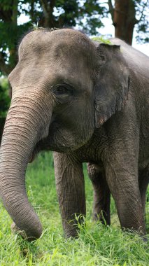 A closeup of Elephant,Asian elephant is the largest land mammal on the Asian continent. They inhabit dry to wet forest and grassland habitats clipart