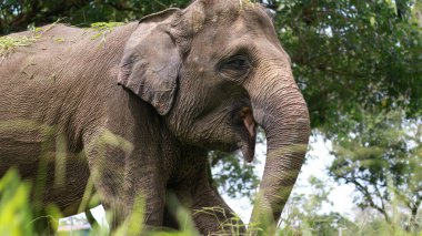 Fil 'e yakın plan Asya fili Asya kıtasındaki en büyük kara memelisidir. Islak ormanlarda ve otlaklarda yaşarlar.