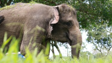Fil 'e yakın plan Asya fili Asya kıtasındaki en büyük kara memelisidir. Islak ormanlarda ve otlaklarda yaşarlar.