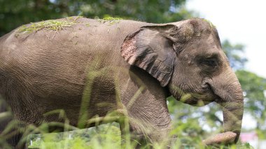 A closeup of Elephant,Asian elephant is the largest land mammal on the Asian continent. They inhabit dry to wet forest and grassland habitats clipart