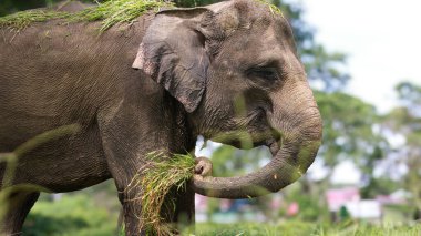 A closeup of Elephant,Asian elephant is the largest land mammal on the Asian continent. They inhabit dry to wet forest and grassland habitats clipart