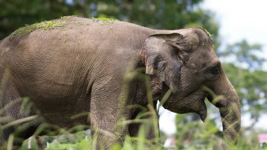 Fil 'e yakın plan Asya fili Asya kıtasındaki en büyük kara memelisidir. Islak ormanlarda ve otlaklarda yaşarlar.