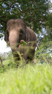 A closeup of Elephant,Asian elephant is the largest land mammal on the Asian continent. They inhabit dry to wet forest and grassland habitats clipart