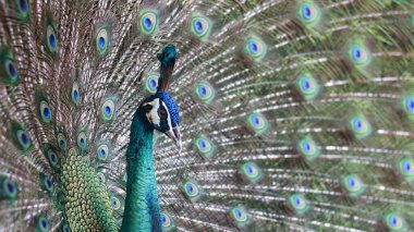 Bir tavus kuşunun çarpıcı yakın çekimi, pavo cristalus, ince, canlı tüylerini ayrıntılı göz benekleriyle gösteriyor, kuşun doğal güzelliğini, kenar manzarasını vurguluyor.