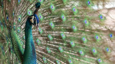 Bir tavus kuşunun çarpıcı yakın çekimi, pavo cristalus, ince, canlı tüylerini ayrıntılı göz benekleriyle gösteriyor, kuşun doğal güzelliğini, kenar manzarasını vurguluyor.