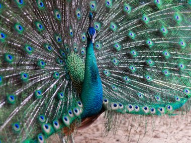 Bir tavus kuşunun çarpıcı yakın çekimi, pavo cristalus, ince, canlı tüylerini ayrıntılı göz benekleriyle gösteriyor, kuşun doğal güzelliğini, kenar manzarasını vurguluyor.