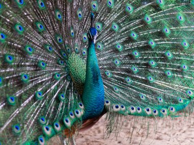 Bir tavus kuşunun çarpıcı yakın çekimi, pavo cristalus, ince, canlı tüylerini ayrıntılı göz benekleriyle gösteriyor, kuşun doğal güzelliğini, kenar manzarasını vurguluyor.