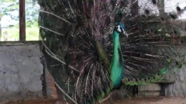 Bir tavus kuşunun çarpıcı yakın çekimi, pavo cristalus, ince ve canlı tüylerini ayrıntılı göz benekleriyle gösteriyor, kuşun doğal güzelliğini vurguluyor.