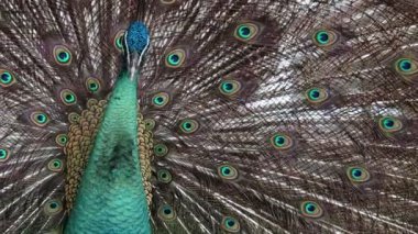 Bir tavus kuşunun çarpıcı yakın çekimi, pavo cristalus, ince ve canlı tüylerini ayrıntılı göz benekleriyle gösteriyor, kuşun doğal güzelliğini vurguluyor.