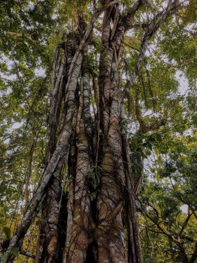 Bir katil incir ağacını yavaşça Lamin etam amborslarının tropikal yağmur ormanlarında, doğu Borneo Endonezya 'da kaplıyor.