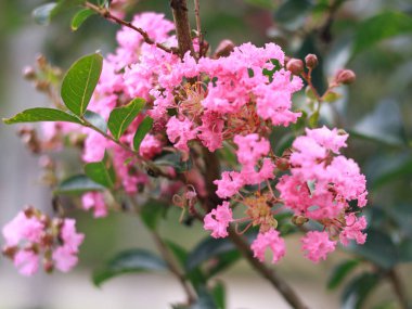 Sarusuberi (Lagerstroemia indica), Lythraceae familyasından bir bitki türü.,