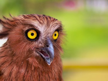 Buffy Fish Owl - Ketupa ketupu veya Malay balık baykuşu, kuşgiller (Strigidae) familyasından bir baykuş türüdür..