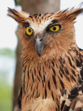 Buffy Fish Owl - Ketupa ketupu veya Malay balık baykuşu, kuşgiller (Strigidae) familyasından bir baykuş türüdür..