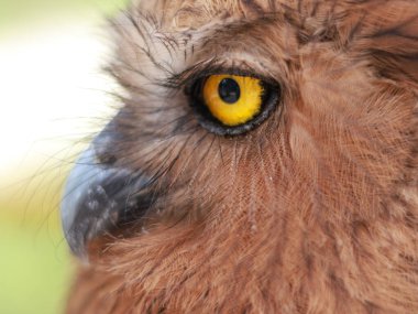 Buffy Fish Owl - Ketupa ketupu veya Malay balık baykuşu, kuşgiller (Strigidae) familyasından bir baykuş türüdür..