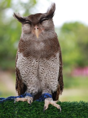 Spotted Wood-Owl - Strix seloputo, owl of the earless owl genus Strix, three subspecies are seloputo, wiepkini and baweana. clipart