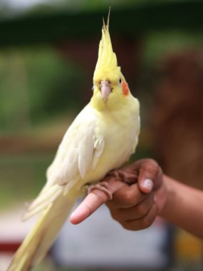 Balikpapan December 24,2024 Boy is feeding hand birds colored parkit with grain. Outdoor. Spending time together at the zoo clipart