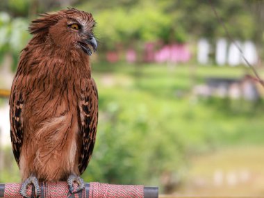 Buffy Fish Owl - Ketupa ketupu or Malay fish owl, is a species of owl in the family Strigidae,  The feathers are edged tawny and the wings and tail are broadly barred yellowish and dark brown. clipart