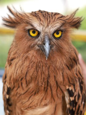 Buffy Fish Owl - Ketupa ketupu veya Malay balık baykuşu, kuşgiller (Strigidae) familyasından bir baykuş türüdür..