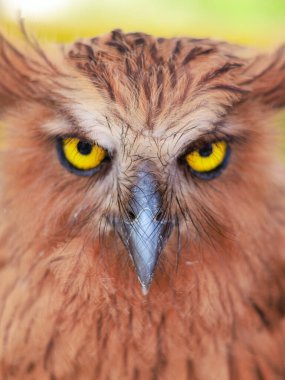 Buffy Fish Owl - Ketupa ketupu veya Malay balık baykuşu, kuşgiller (Strigidae) familyasından bir baykuş türüdür..