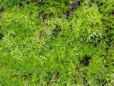 Dekorasyon için pürüzsüz yosun dokusu, duvar freski, iç mimari için yeşil, çevre duvarı yosun çimenleri