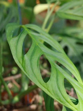 Monstera Adansonii (Janda bolong) is one of the popular plant in Indonesia, Monstera adansoni The fine leaf texture has its own charm because it is unique clipart