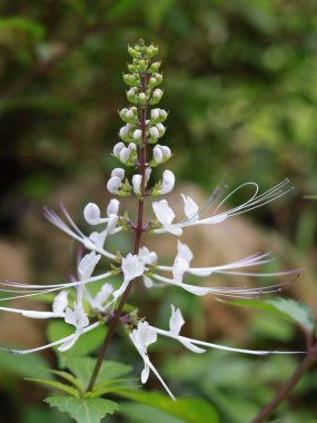 Orthosiphon aristatus veya kedi bıyıkları, Lamiaceae ailesinden bitkiler de dahil. Bu bitki, Endonezya 'nın çeşitli hastalıkları tedavi edebildiğine inanılan ilk tıbbi bitkilerinden biri..