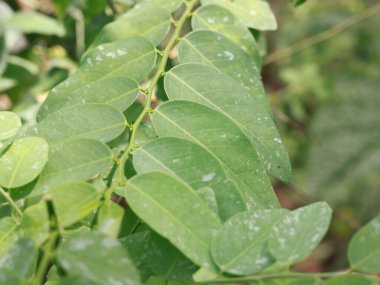 Yıldız Bektaşi üzümü yaprakları (