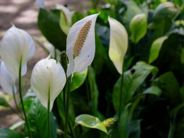 Decorative houseplant Spathiphyllum wallisii. Commonly known as peace lily.Very bright flower.auspicious wood,Peace Lily. Spathiphyllum Flower, Types of Spathiphyllum. clipart