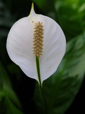 Dekoratif ev bitkisi Spatthiphyllum Wallisii. Genellikle barış zambağı olarak bilinir. Çok parlak bir çiçek. Uğurlu bir ağaç, Huzur Zambağı. Spatthiphyllum Çiçeği, Spatthiphyllum Türleri.