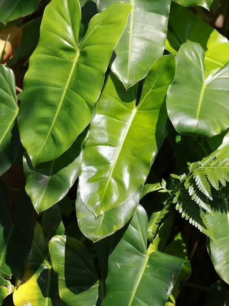 Philodendron Varyete yapraklarının Süslü Bitkiler Fotoğrafı, Philodendron Brekele veya Burlemark Varegata