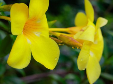 Alamanda ya da allamanda, genellikle alamanda çiçeği olarak da anılır ve genellikle altın trompet çiçeği, sarı çan çiçeği ya da düğün çiçeği olarak da adlandırılır..