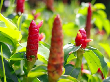 Pacing pentul süs bitkisinin veya Costus Woodsonii 'nin yakın görüntüsü, Pacing pentul (Costus spicatus) tıbbi bir bitkidir.
