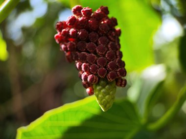 hura crepitans flower (Sandbox Tree, Possum Wood, Jabillo) comes from tropical North and South America and is found in the Amazon forest and this tree clipart