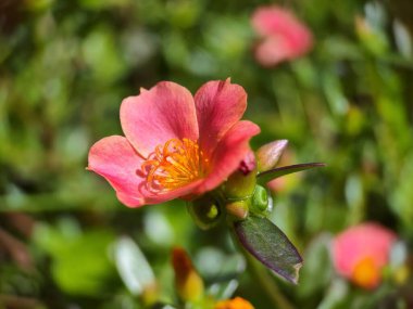 Krokot mawar ya da mossrose çiçeği (Portekizce: 