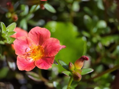 Close up of krokot mawar or mossrose flower (Portulaca grandiflora) is an ornamental plant belonging to the Portulacaceae family. clipart