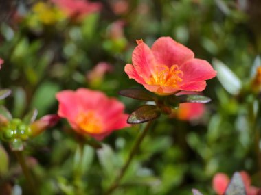 Krokot mawar ya da mossrose çiçeği (Portekizce: 