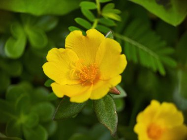 Ranunculus Tövbe 'ye yakın çekim, sürünen düğün çiçeği, Ranunculaceae familyasının çiçek açan bir bitkisidir..