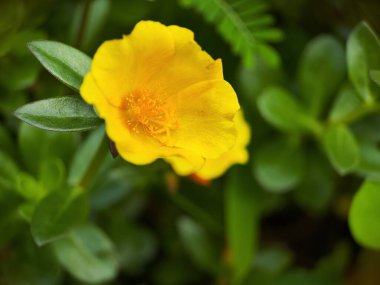 Ranunculus Tövbe 'ye yakın çekim, sürünen düğün çiçeği, Ranunculaceae familyasının çiçek açan bir bitkisidir..