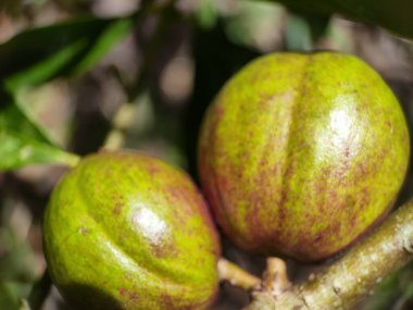 Phaleria macrocarpa is a species of flowering plant in the family Thymelaeaceae,Mahkota Dewa or in Melayu also known as Buah Simalakama clipart