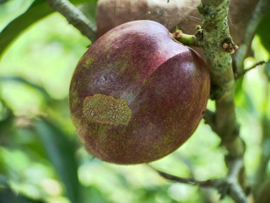 Phaleria macrocarpa is a species of flowering plant in the family Thymelaeaceae,Mahkota Dewa or in Melayu also known as Buah Simalakama clipart