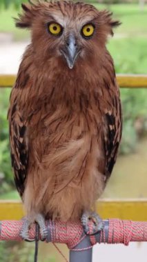 Buffy Fish Owl - Ketupa ketupu veya Malay balık baykuşu, kuşgiller (Strigidae) familyasından bir baykuş türüdür..