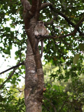 Maymun makağı yakın çekim, muz yemek, ağaçta oturmak. Toque macaque, Macaca sinica, uzun kuyruklu erkek maymun (Macaca fascicularis) tünemiş ağaç.